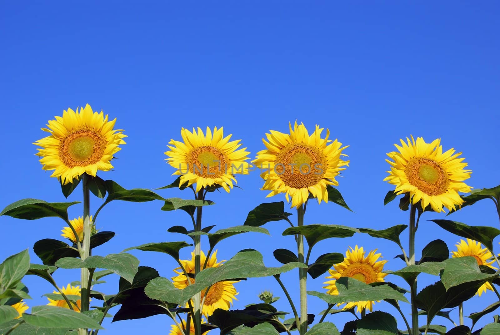 Bright yellow sunflowers with blue sky behind