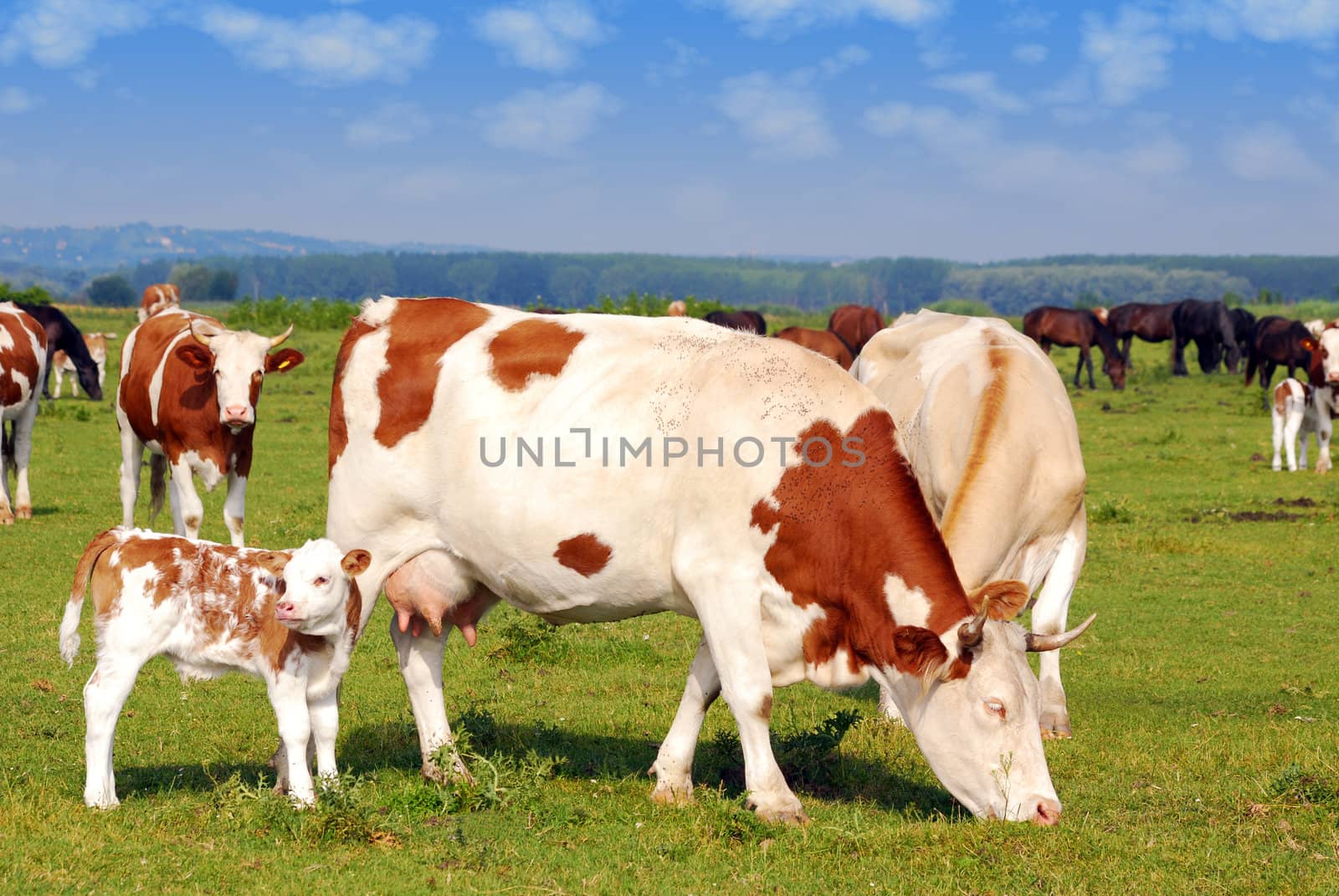 Farm scene with cows on pasture