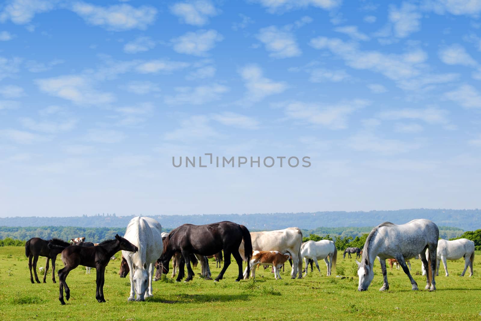 Nature scene with horses drove on pasture