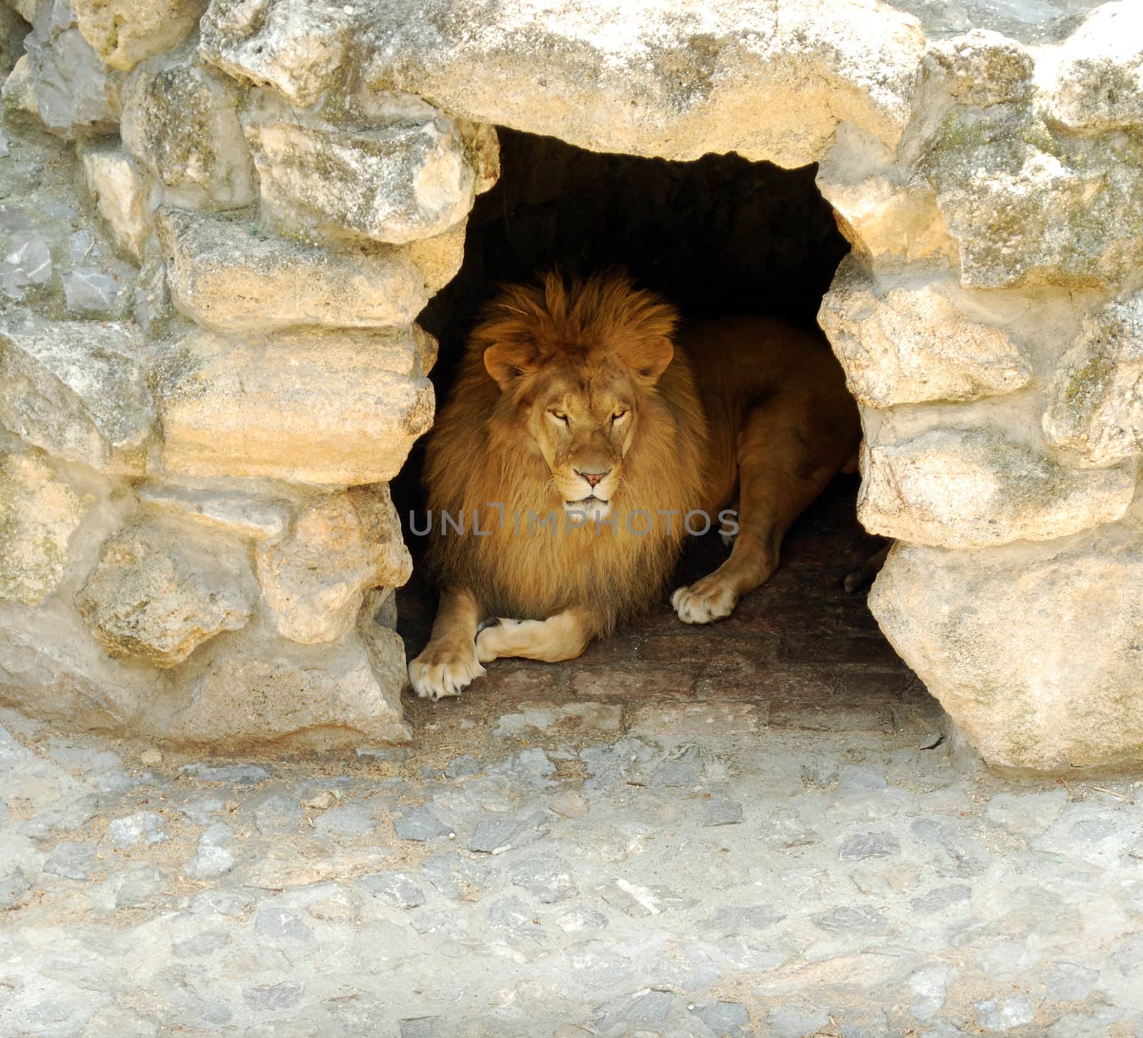 Lion lying in the cave