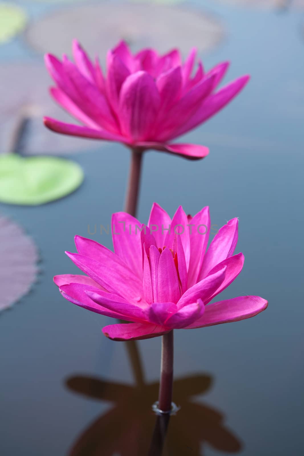 Blooming lotus flower by foto76