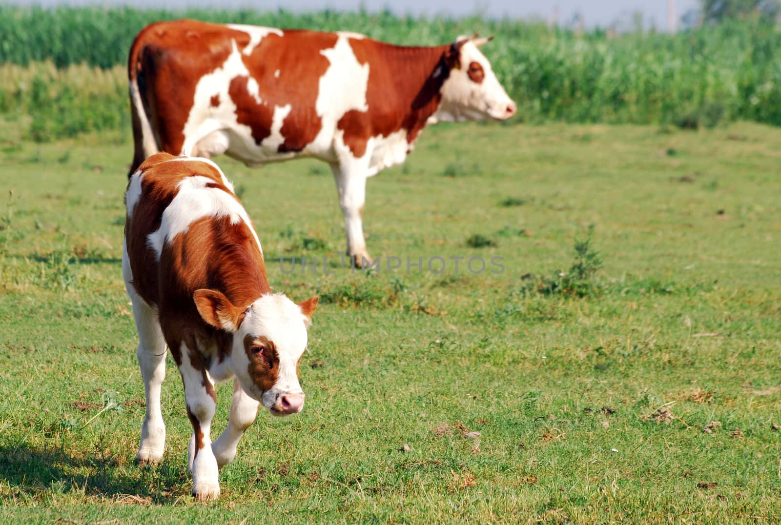 Brown and white calf and cow on pasture