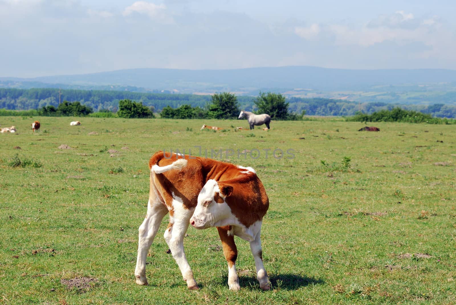 Cow calf on pasture nature scene