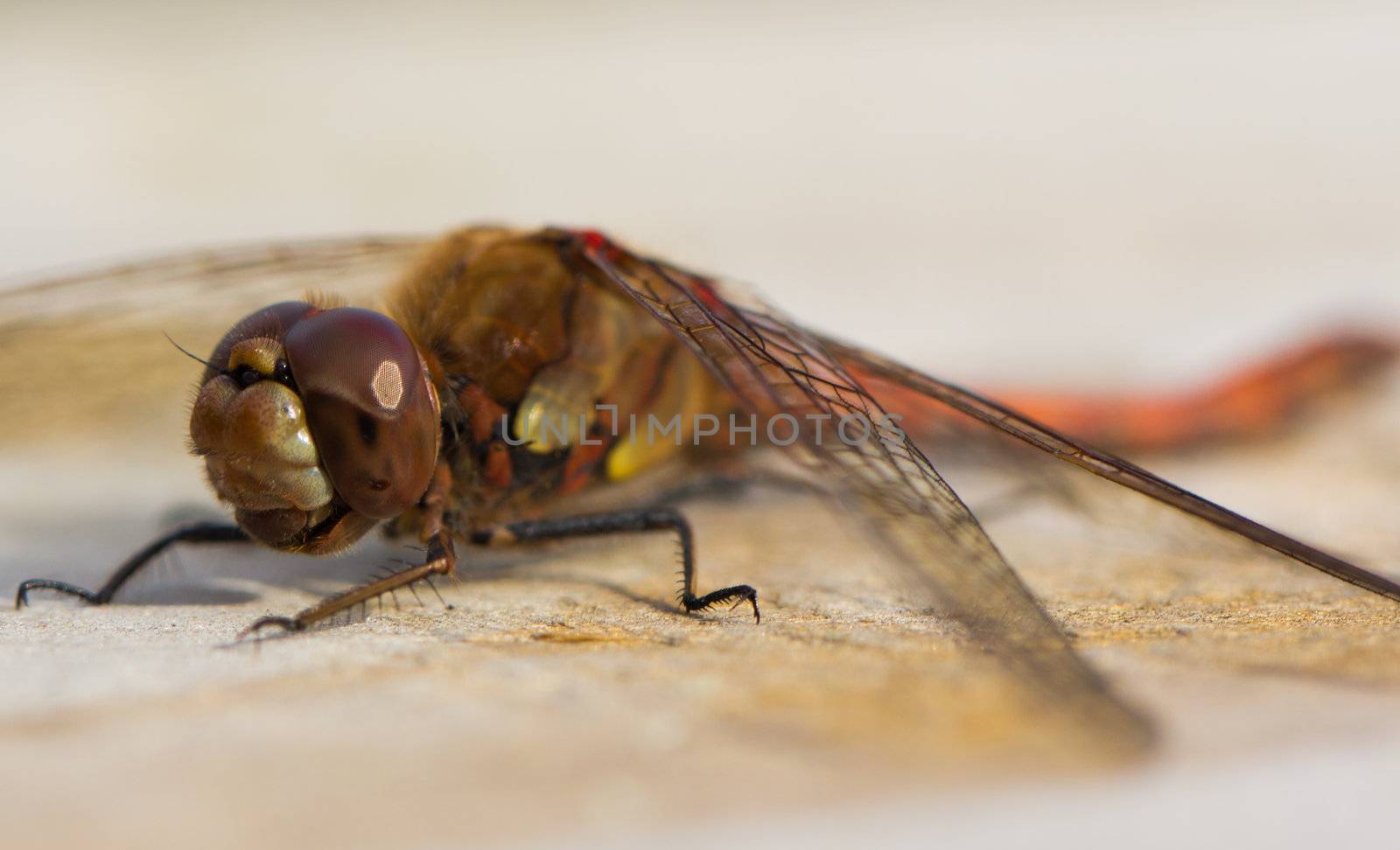 A close up of a Common Darter Dragonfly (Sympetrum striolatum)