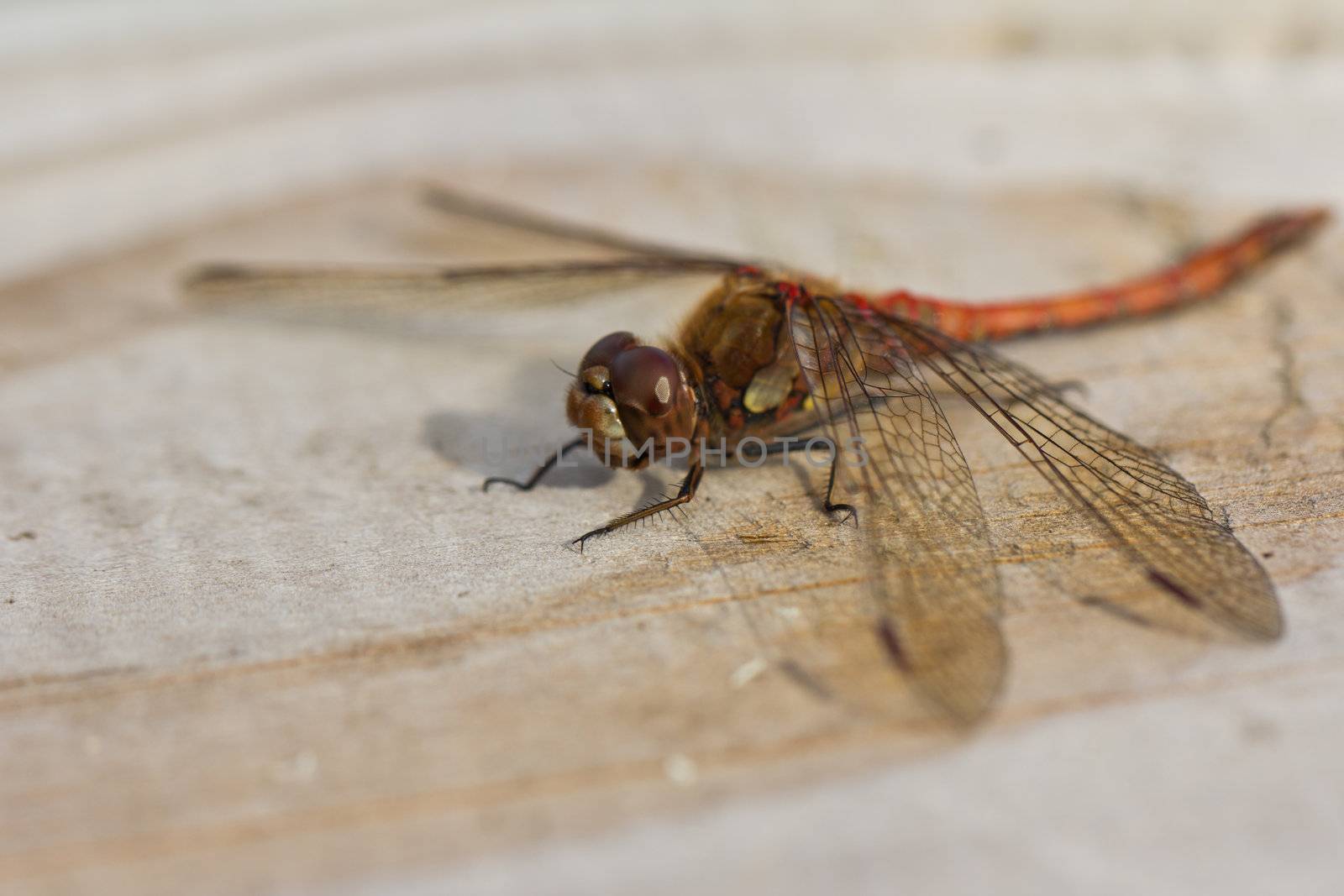 Resting Dragonfly by Bernilynn