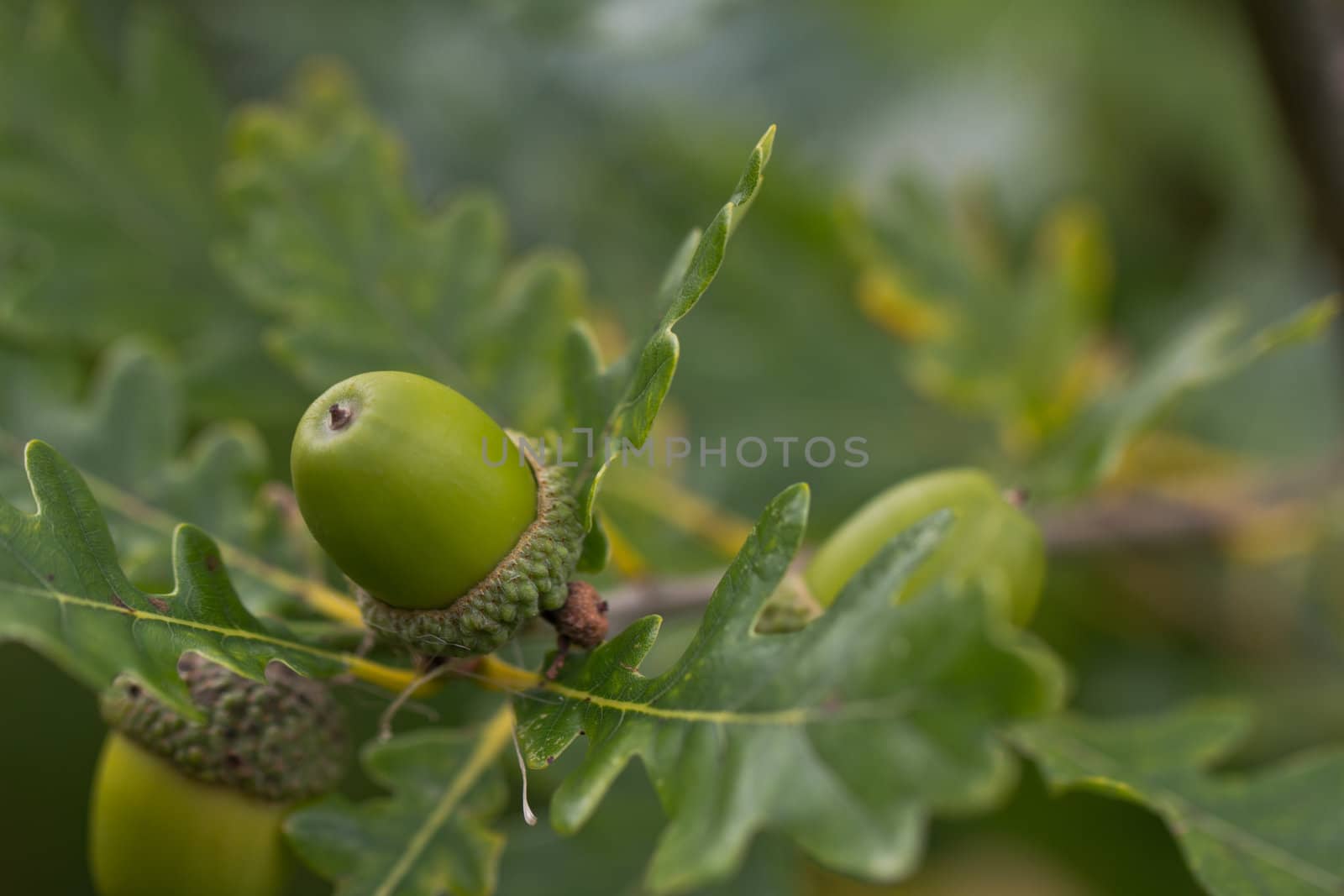 An acorn on an Oak Tree