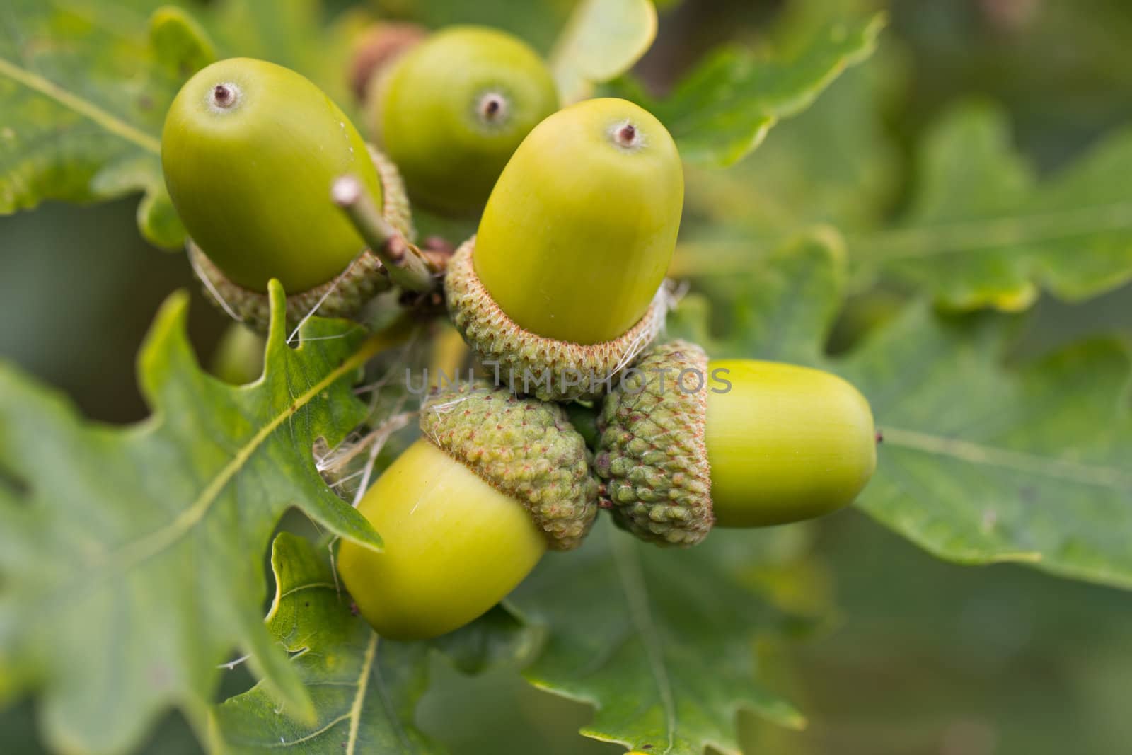 Bright green Acorns on an Oak tree