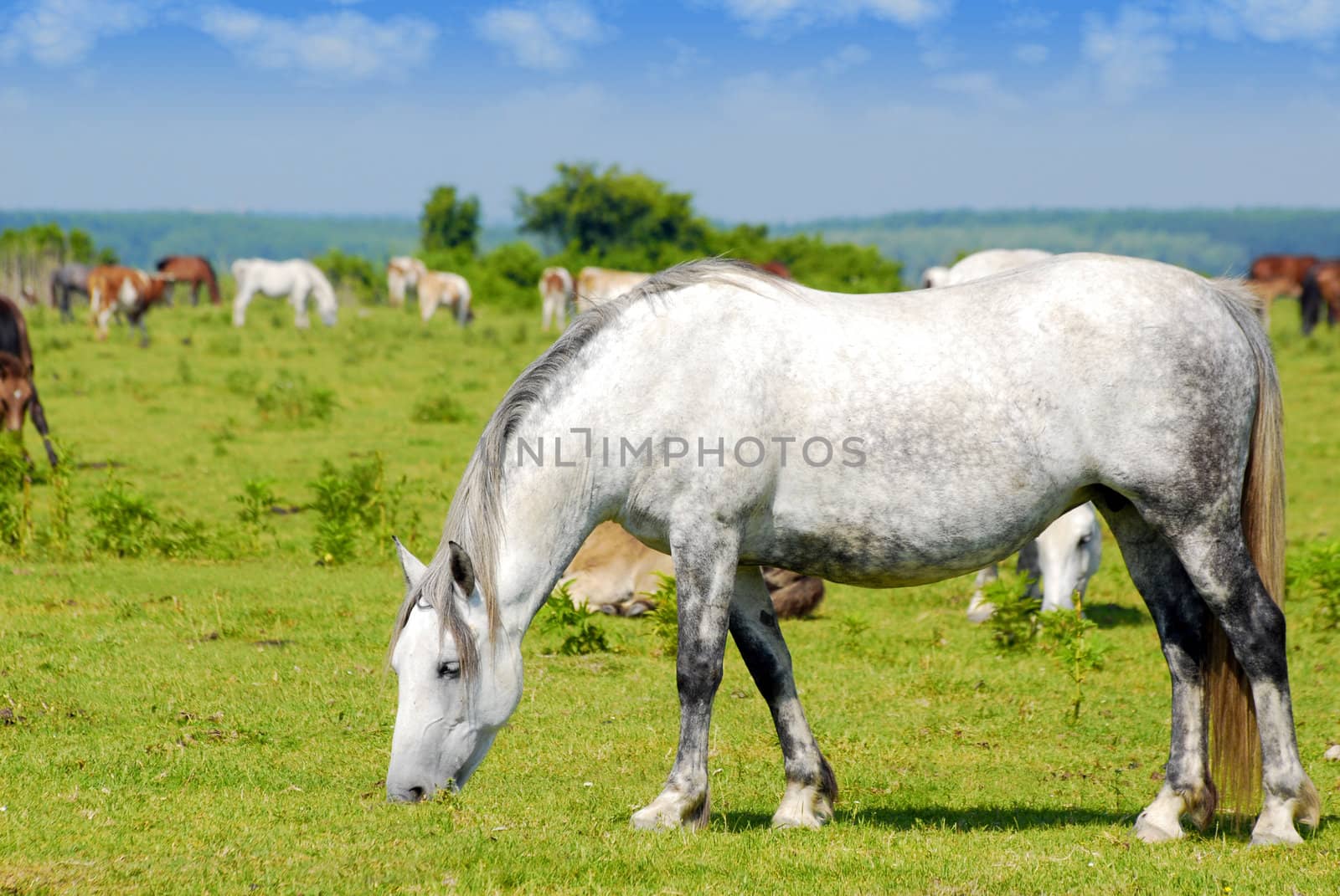 Nature scene with white horse on pasture