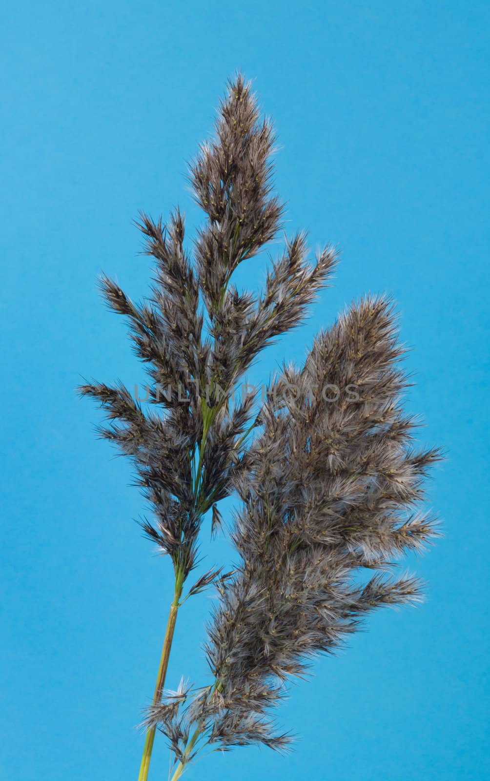 Grass in seed against a blue background