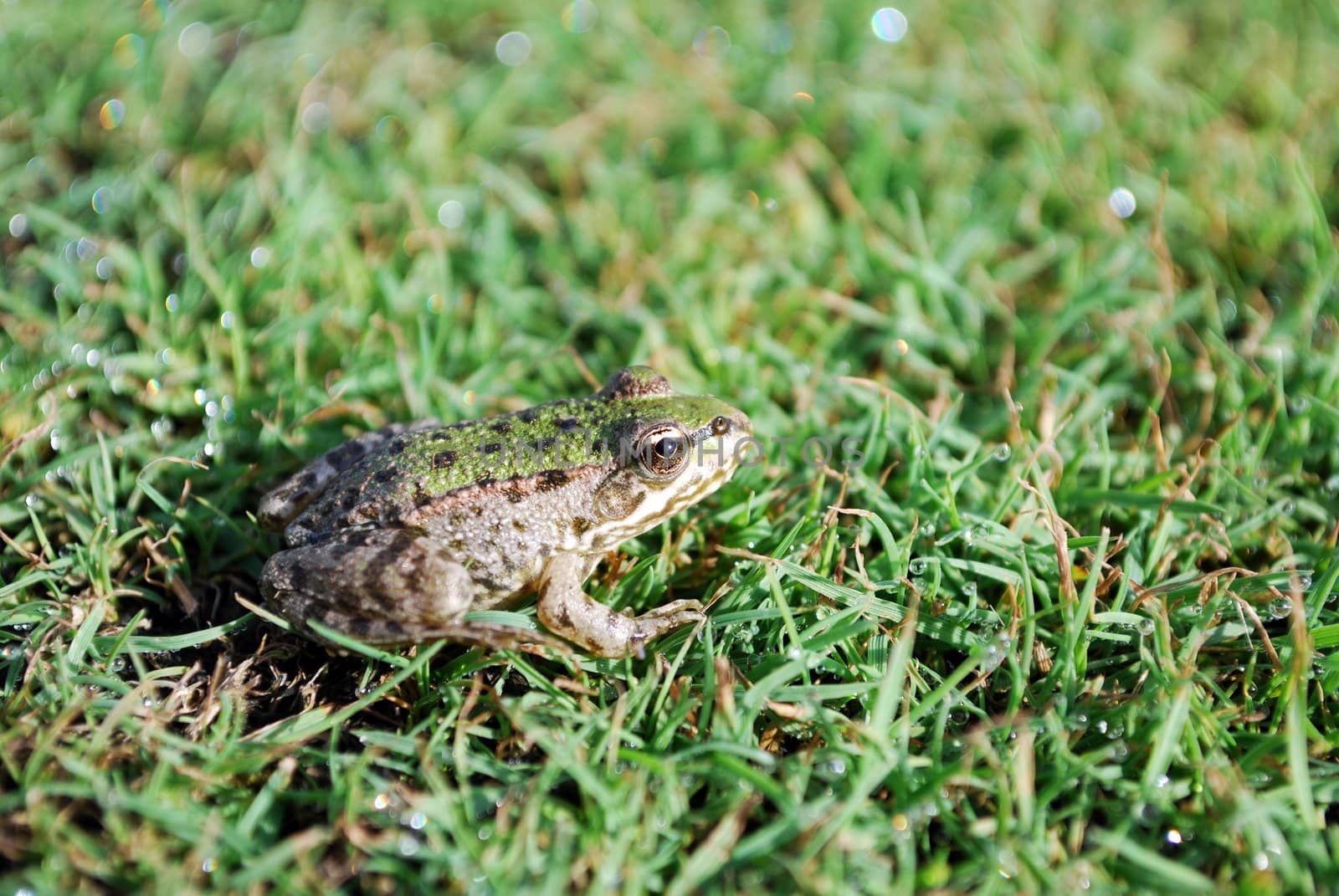 Common green frog on grass