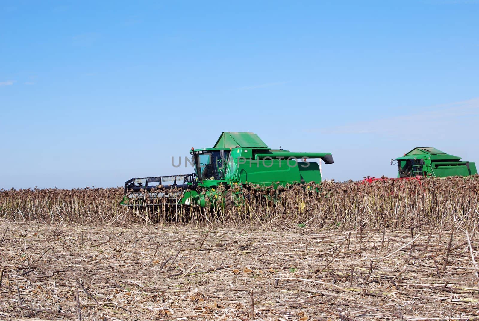 Sunflower harvest with two combine