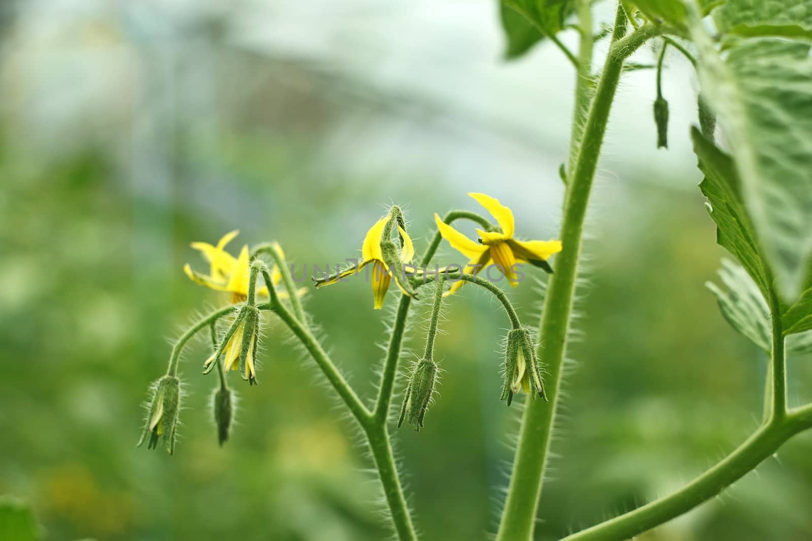 Tomatoes flowering  by qiiip