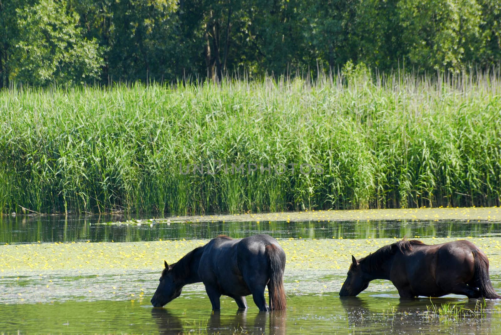 Nature scene with horses standing in water