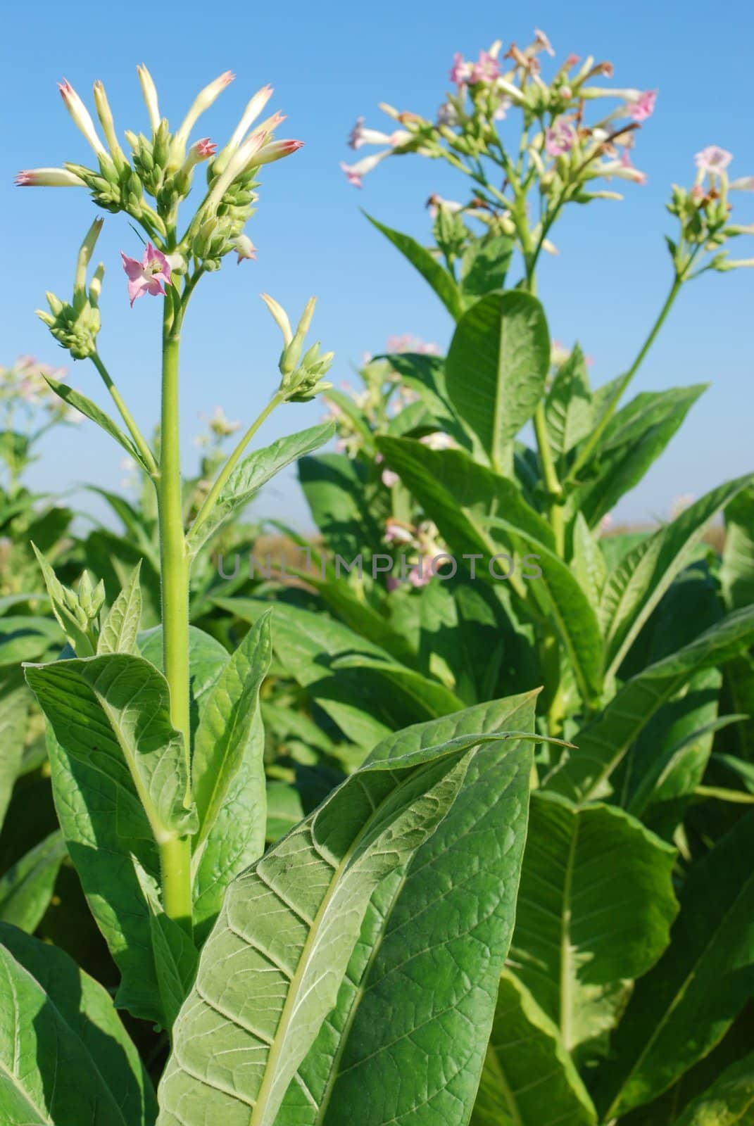 Tobacco plant with flower ready for harvest