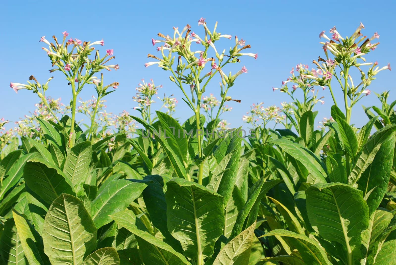 Tobacco plant ready for harvest