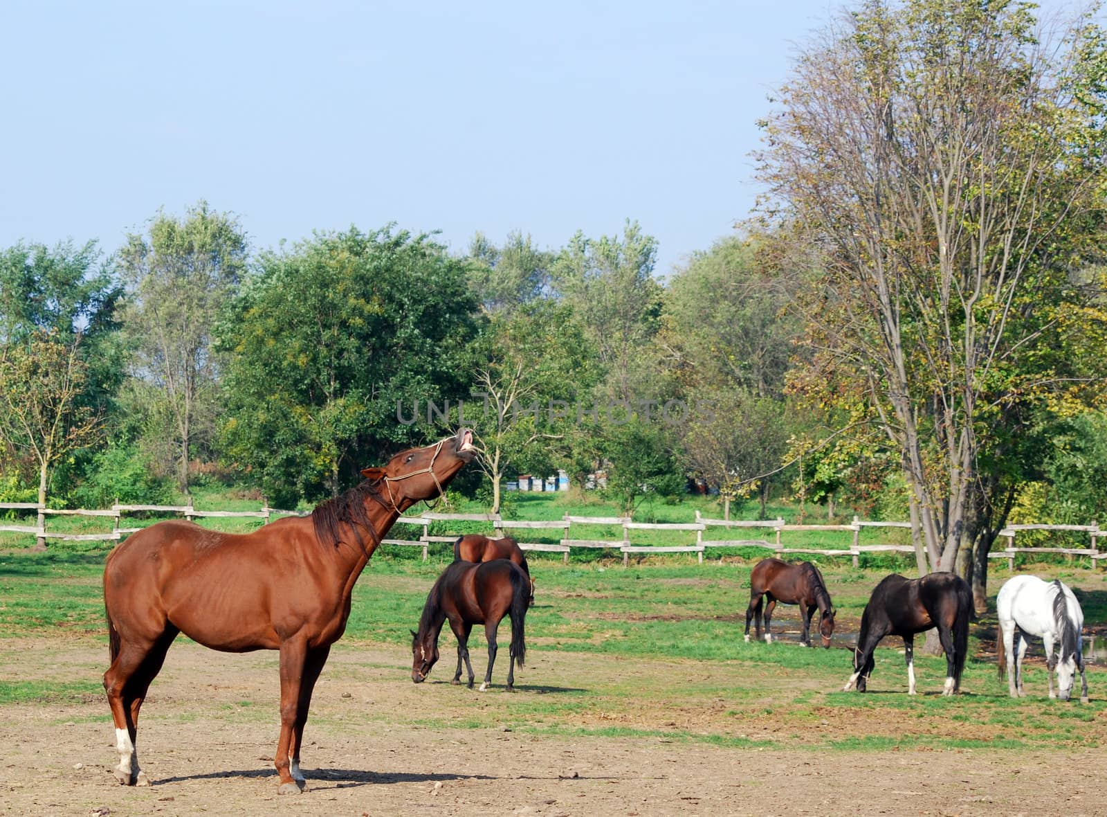 Brown horse nicker nature scene