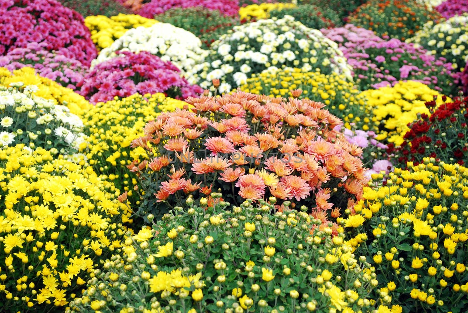 Chrysanthemum decorative colorful autumn flower