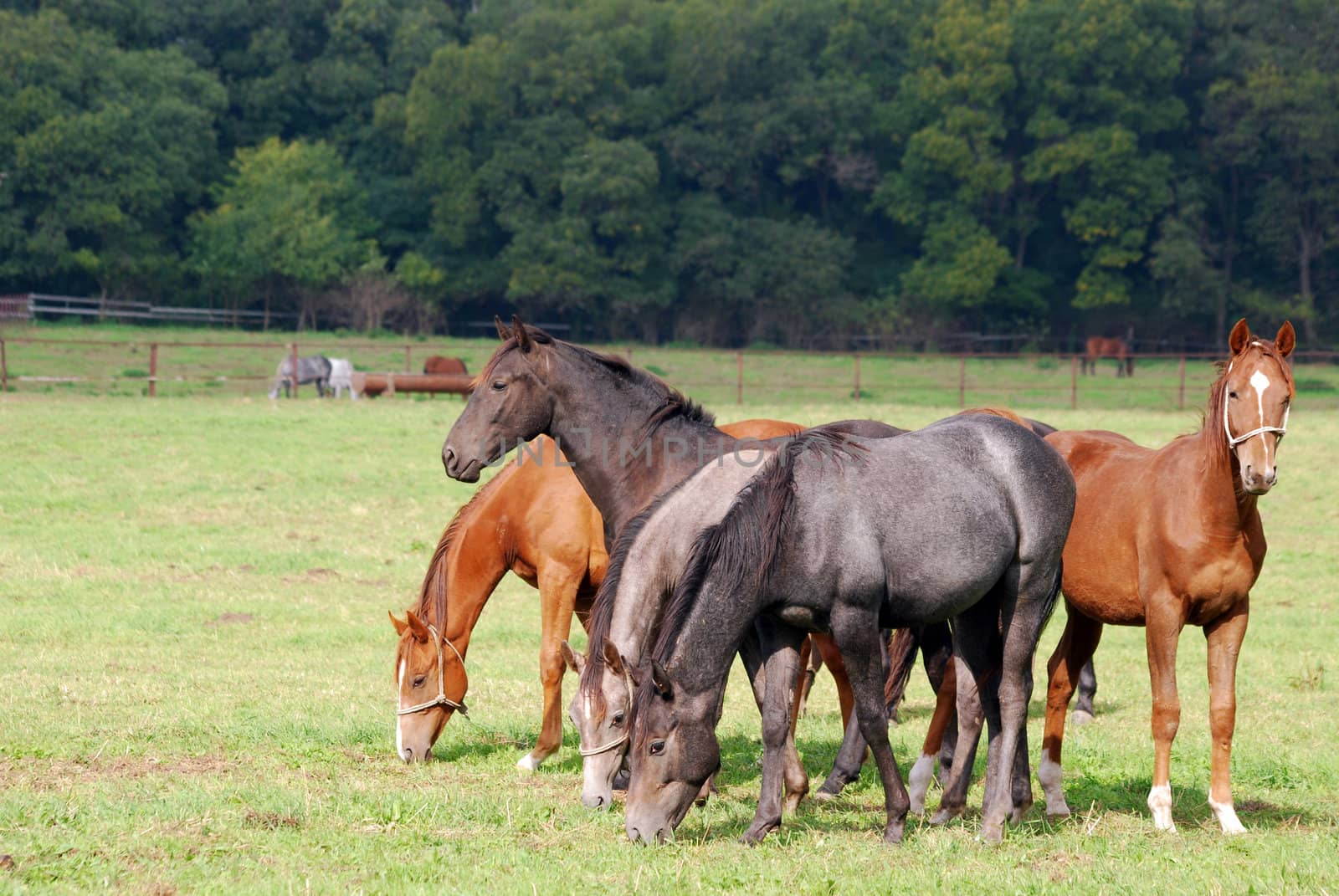 Herd of horses in pasture