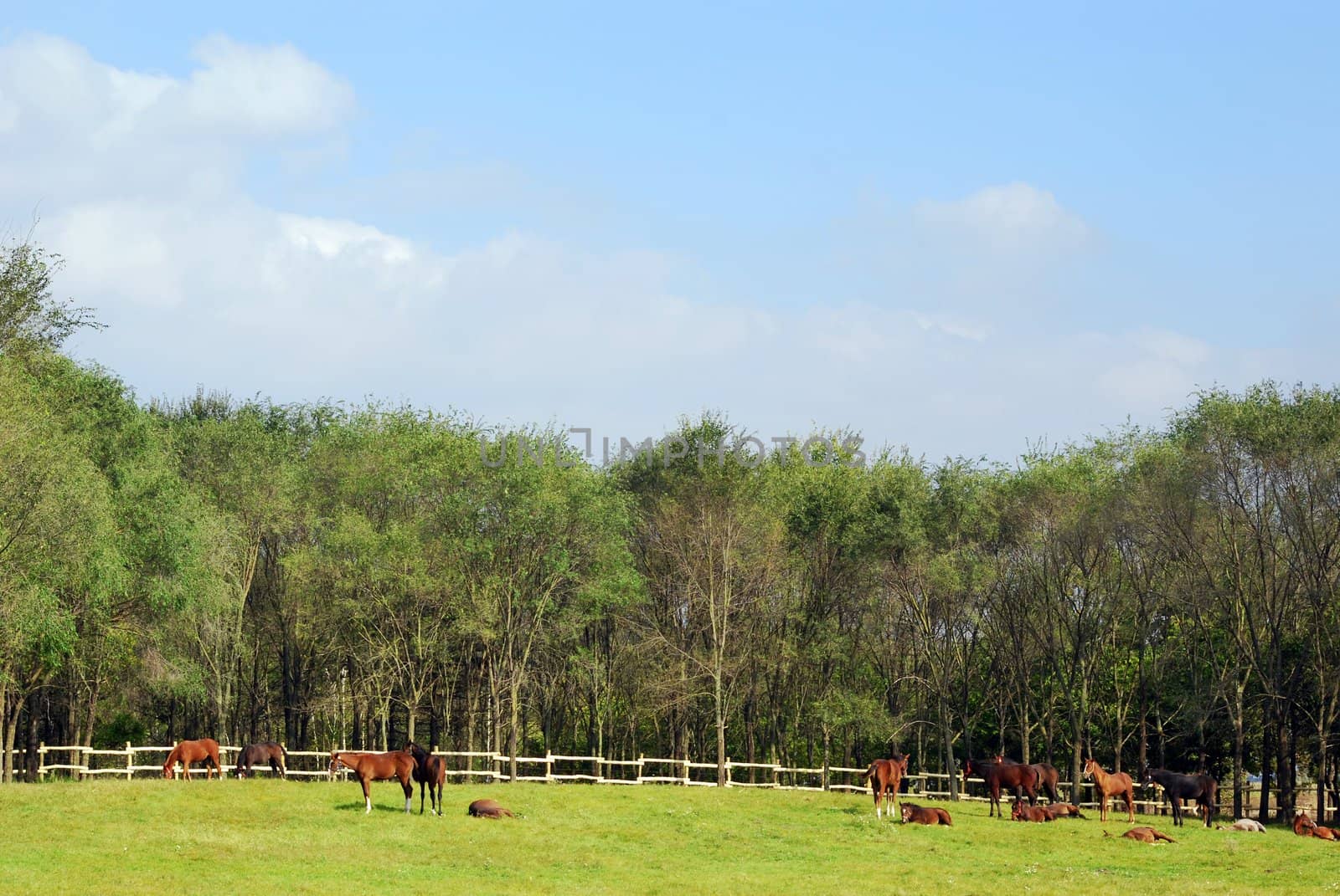 Herd of horses in corral