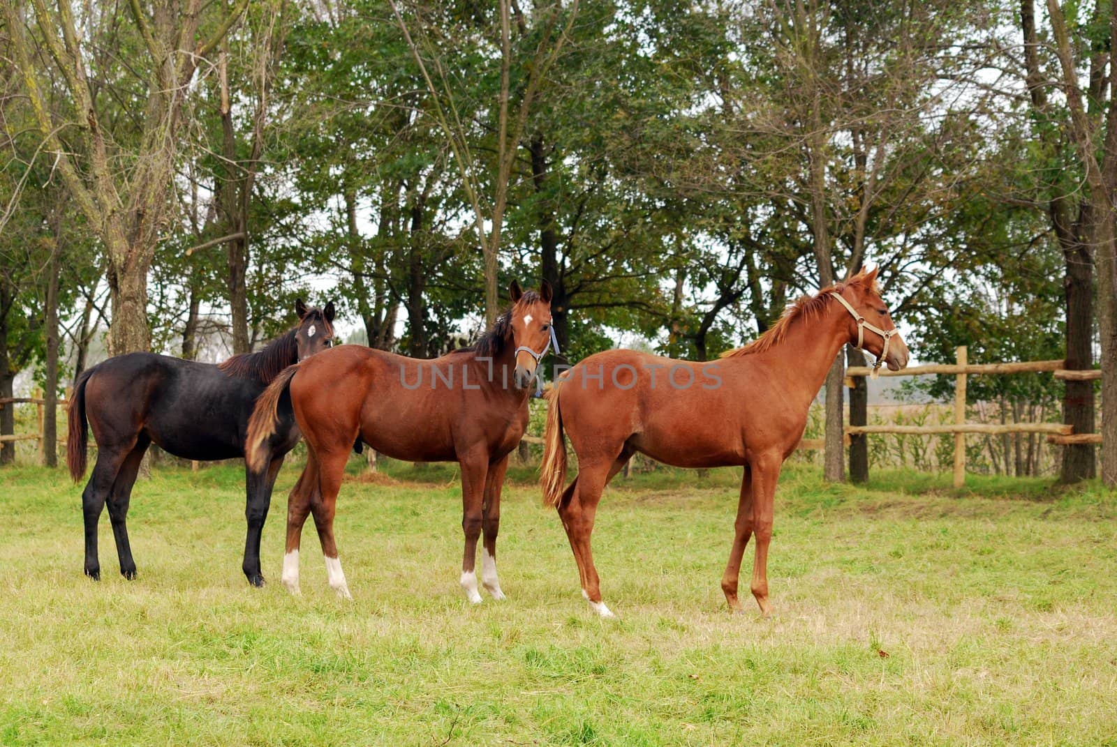 Three young horses in pasture