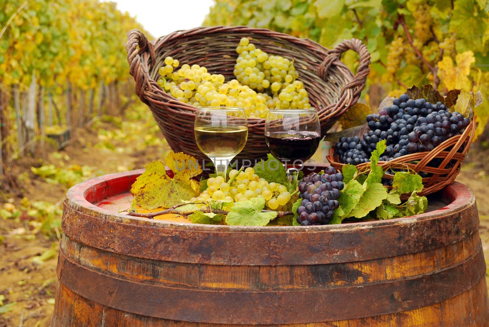 Vineyard with red and white wine