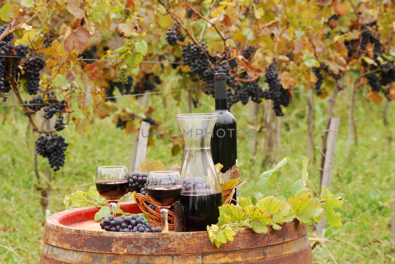 Red wine and grape in vineyard