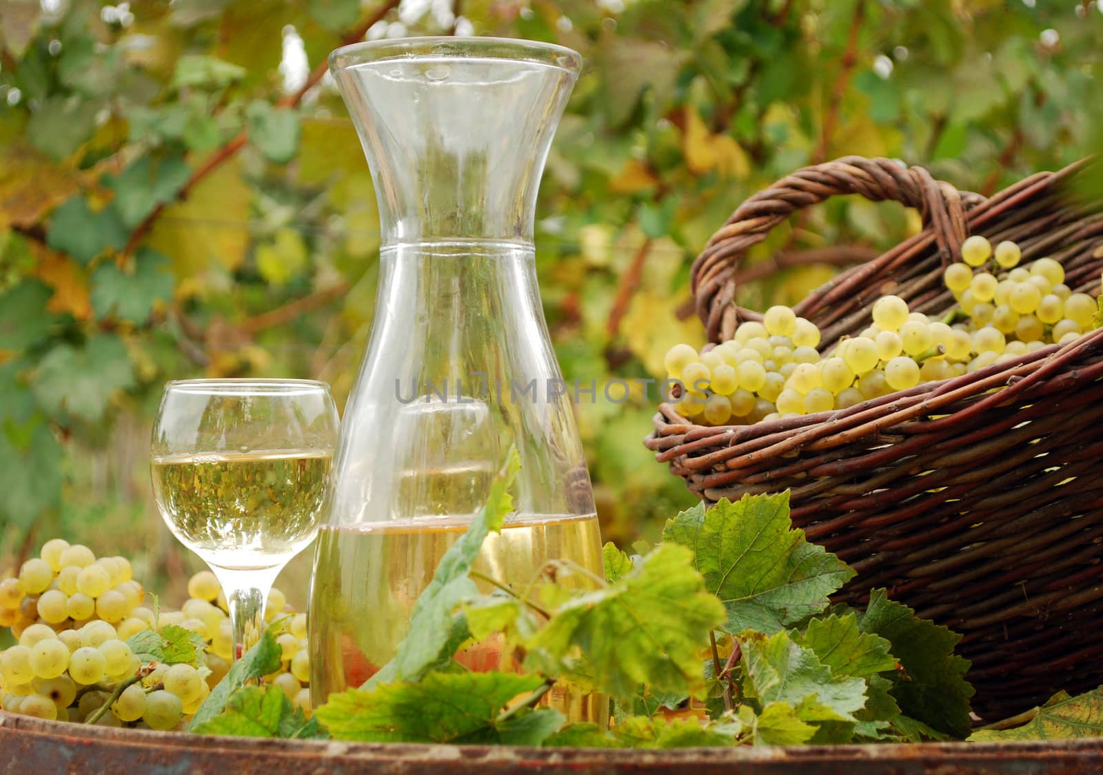 White wine and grape in vineyard