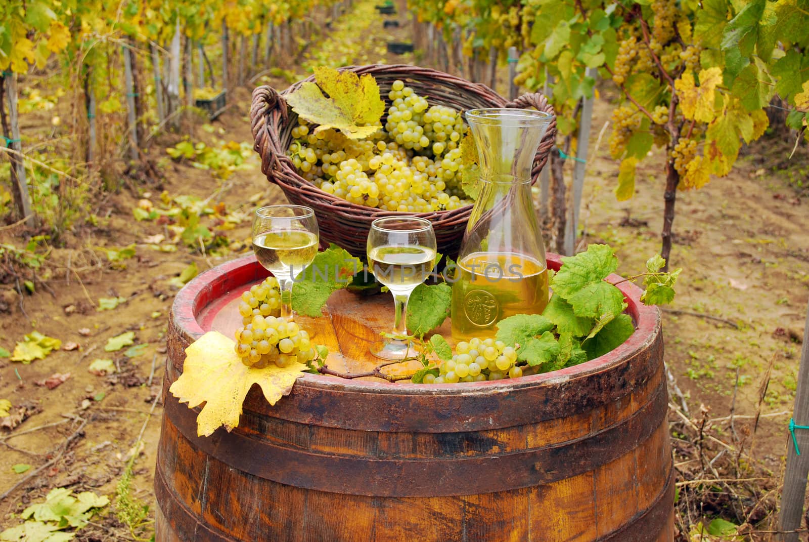 Vineyard with grape and white wine