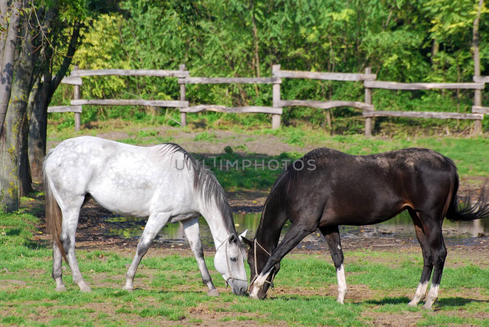 Black and white horse in pasture