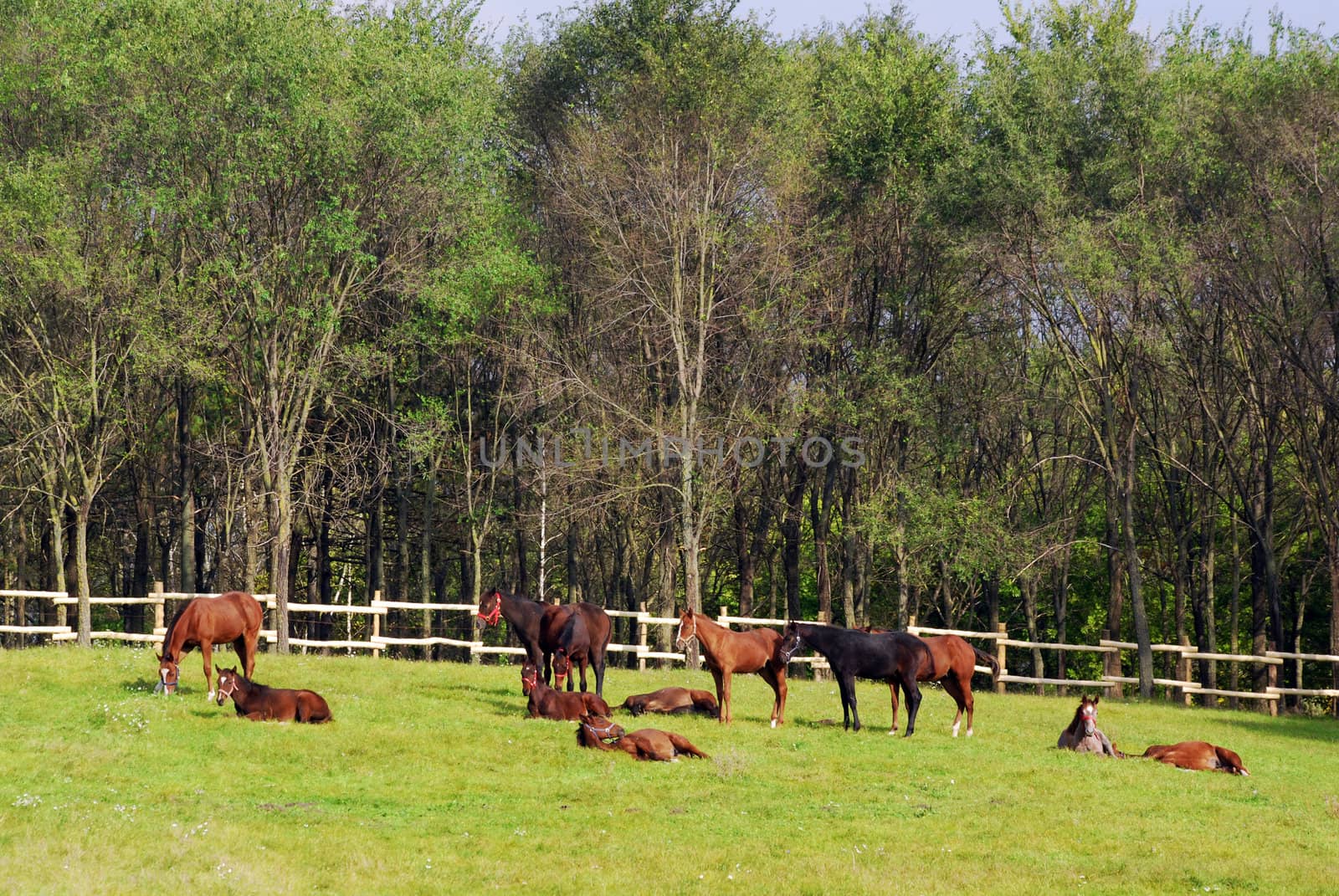 Herd of horses in corral