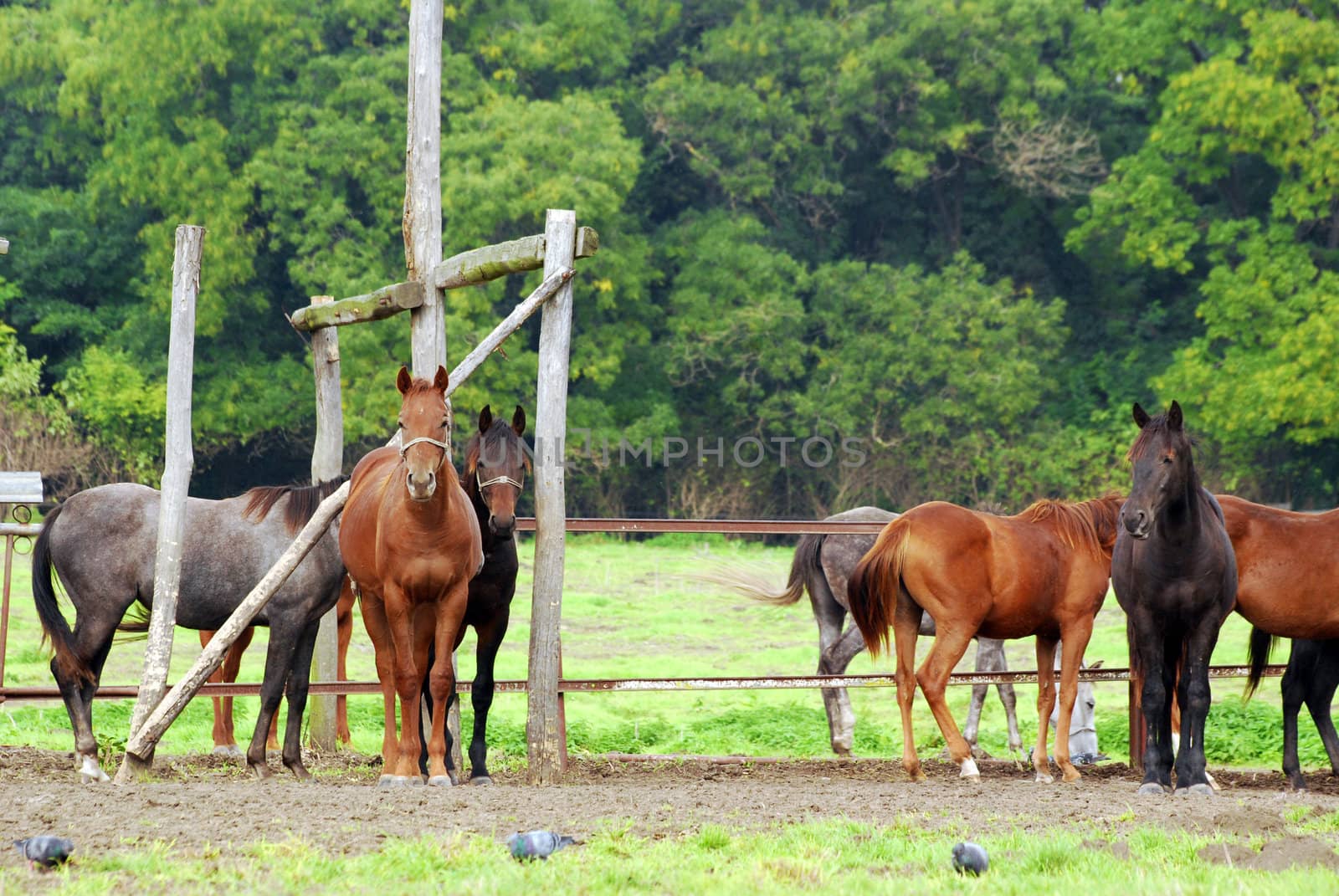 Herd of horses in corral
