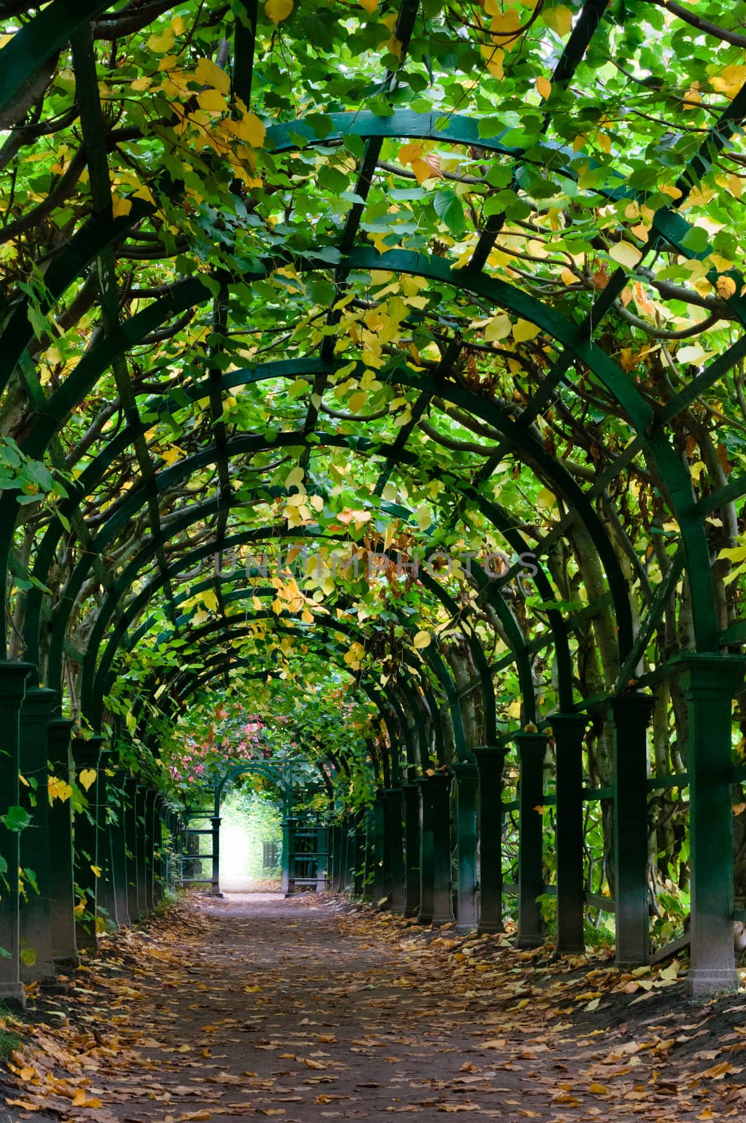 Light at the end of nature tunnel at day time