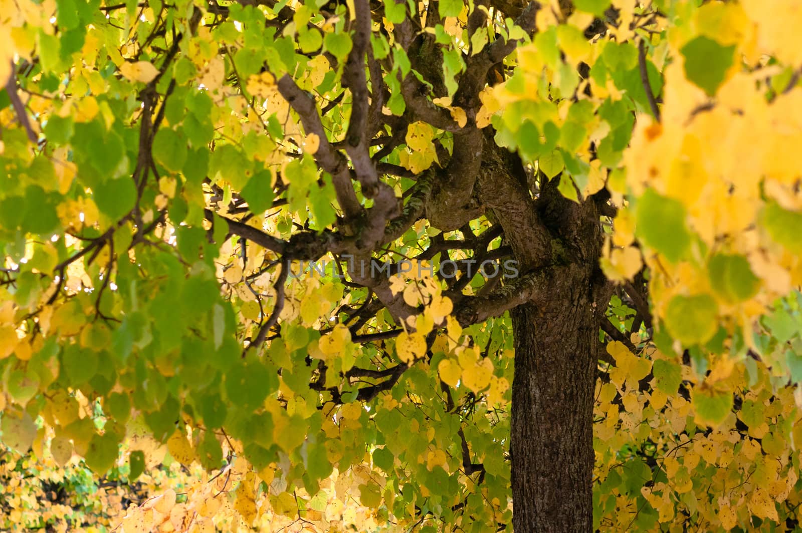 Tree coma with green and yellow leaves by dmitryelagin