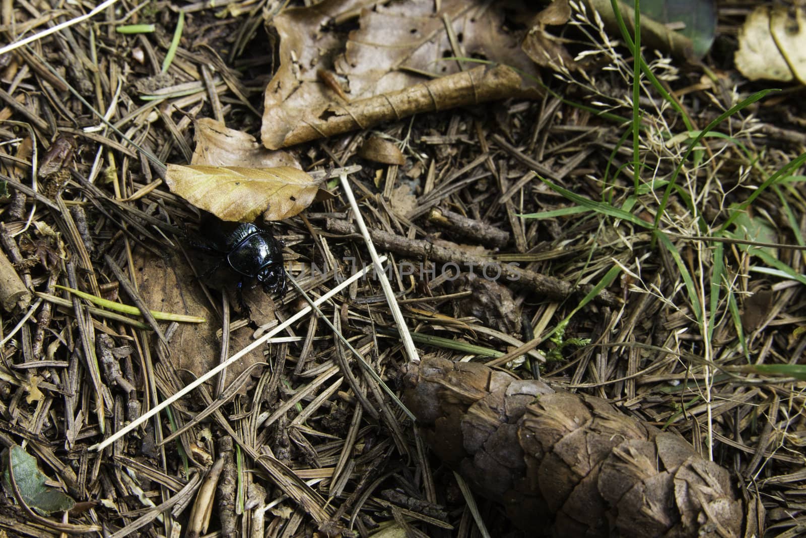 Black beetle on forest floor by jrock635