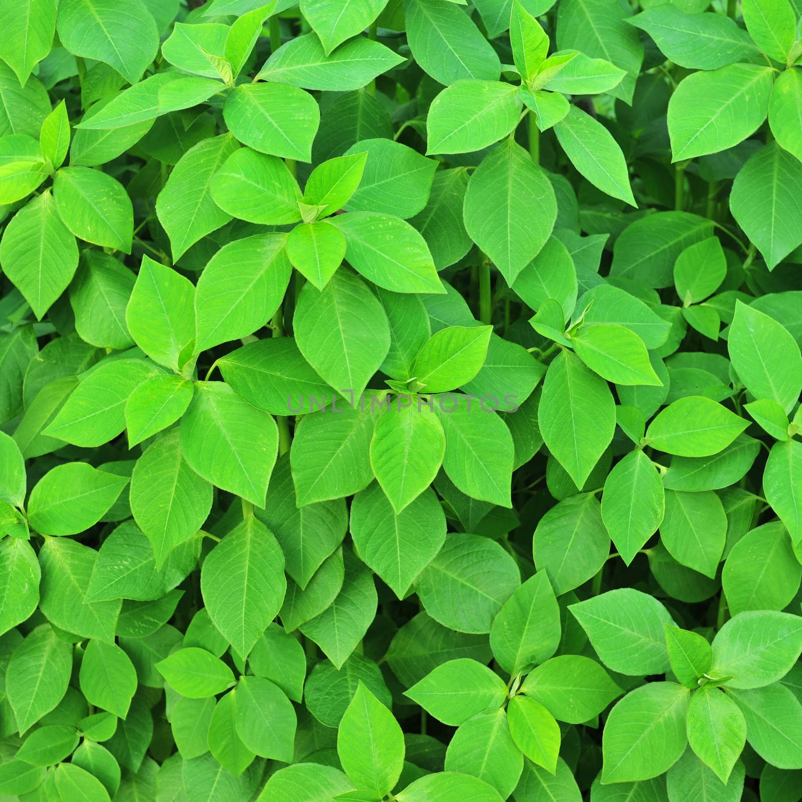 Green leaves