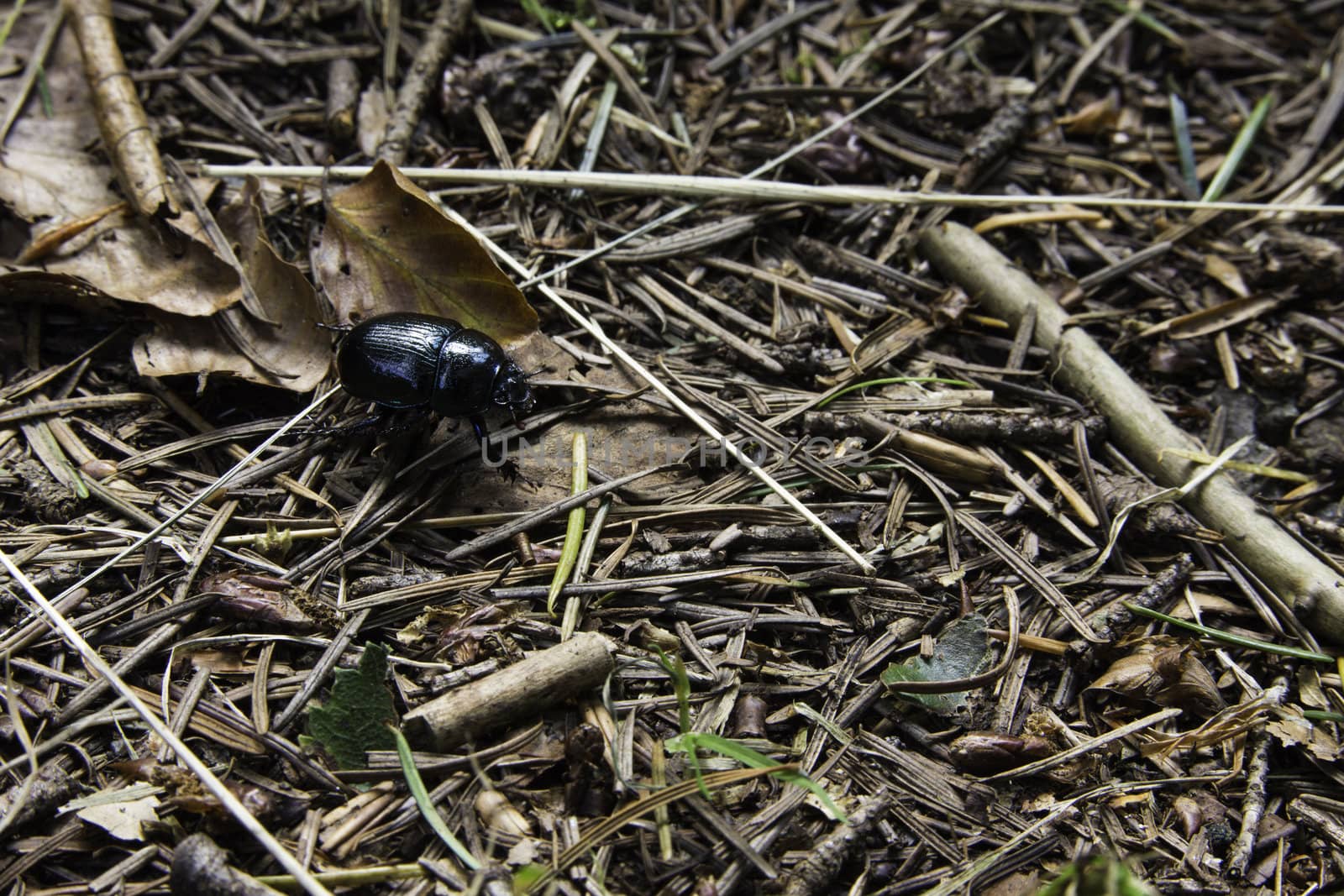 Black beetle with the typical modified forewings of the Colyoptera forming a protective horny coating over the underlying membranous wing,s on forest floor