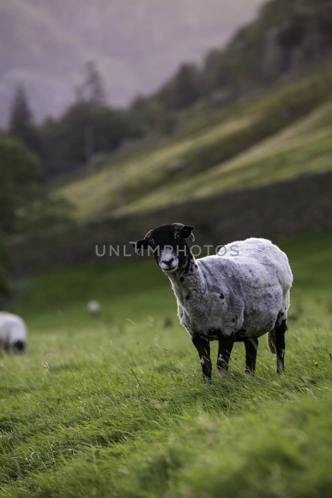 Herdwick sheep with the typical grey tinted fleece standing looking curiously at the camera in a pasture