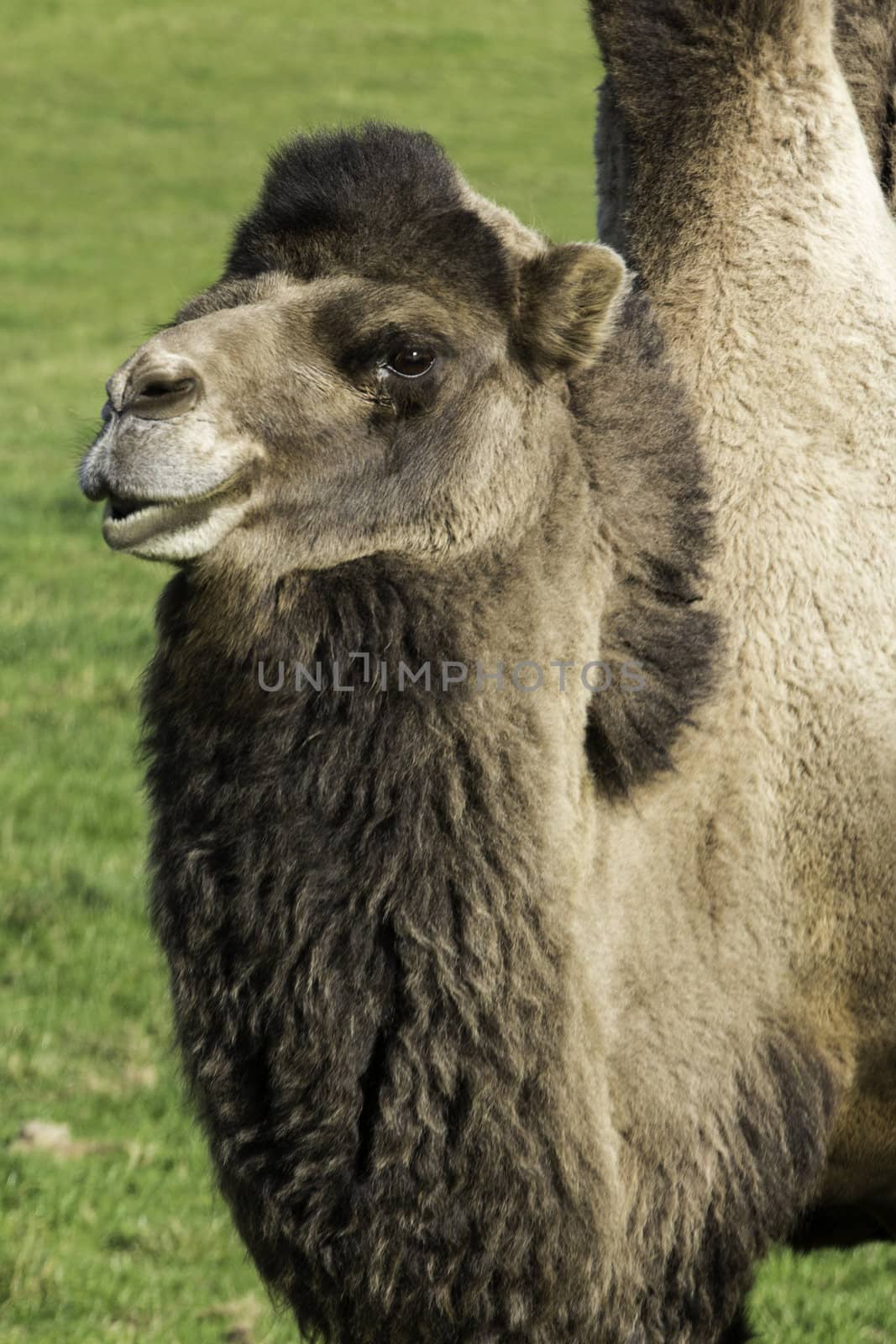 Bactrian camel standing looking to the distance in a green pasture