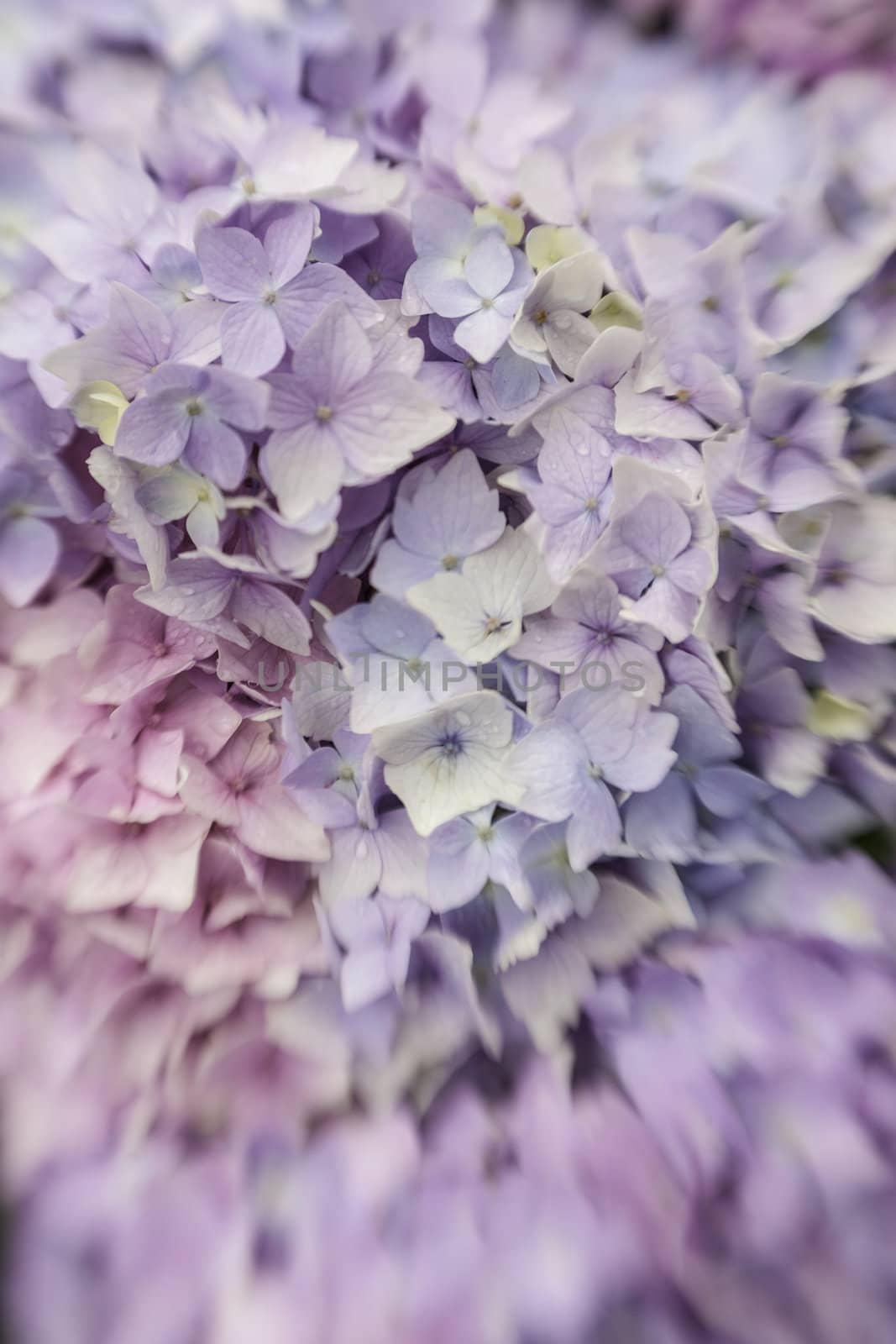 Abstract background of a blue hydrangea flower head showing the clusters of small pale blue flowers with shallow dof taken with a lensbaby