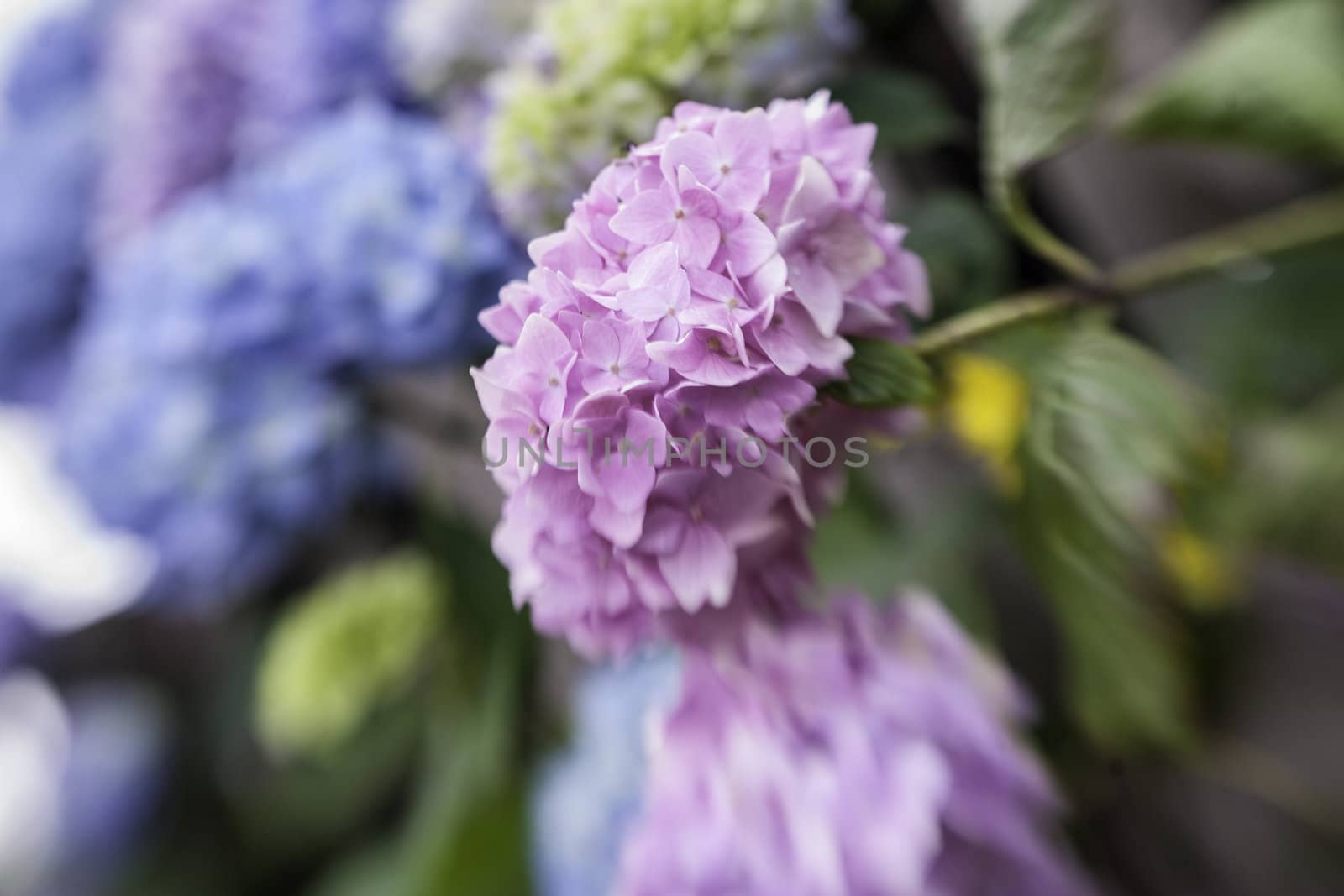Abstract background of a blue hydrangea flower head showing the clusters of small pale blue flowers with shallow dof taken with a lensbaby