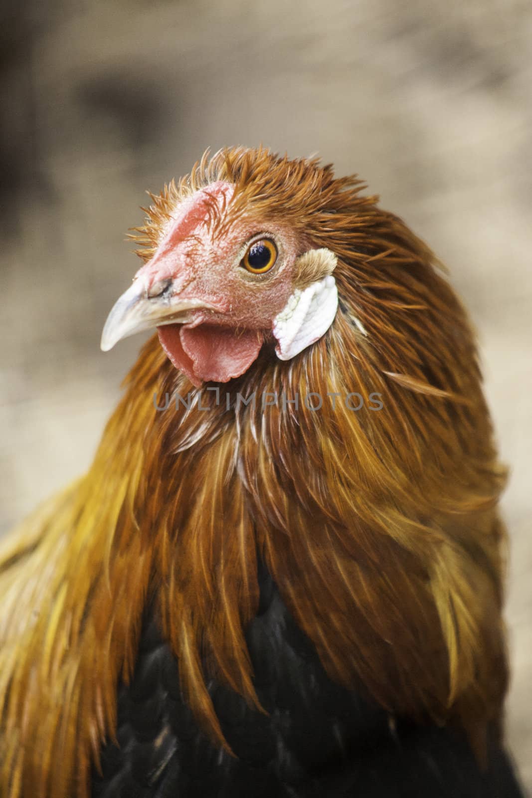 Head portrait of a hen with long silky brown feathers and an alert expression