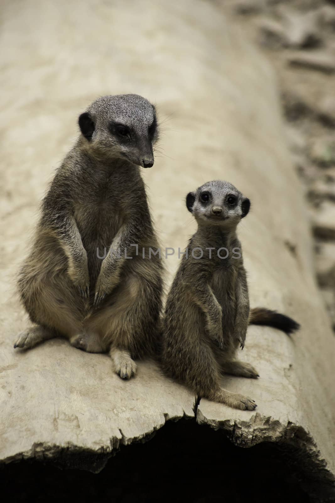 Two meerkats, Suricata suricatta, a desert mongoose from Africa, standing up looking alertly at the camera