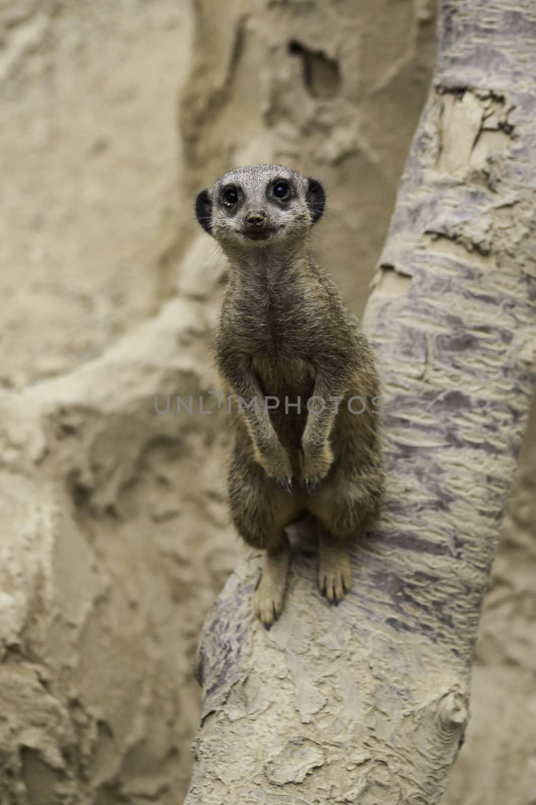 Two meerkats, Suricata suricatta, a desert mongoose from Africa, standing up looking alertly at the camera