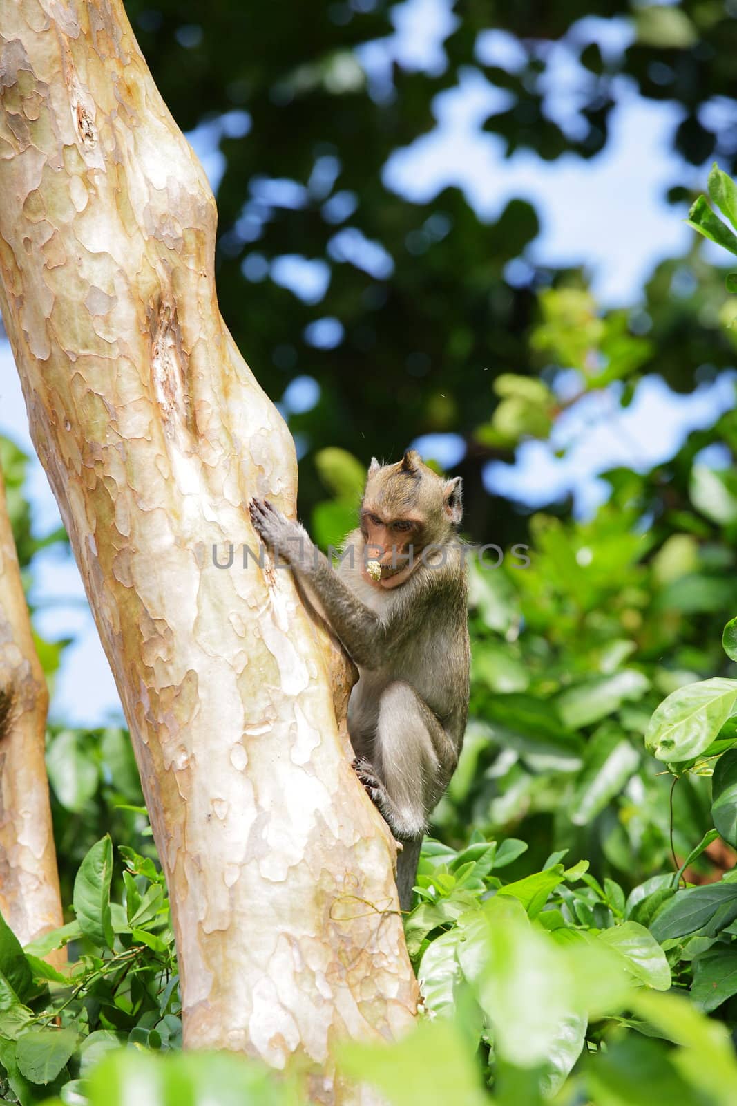 Monkey on Tree