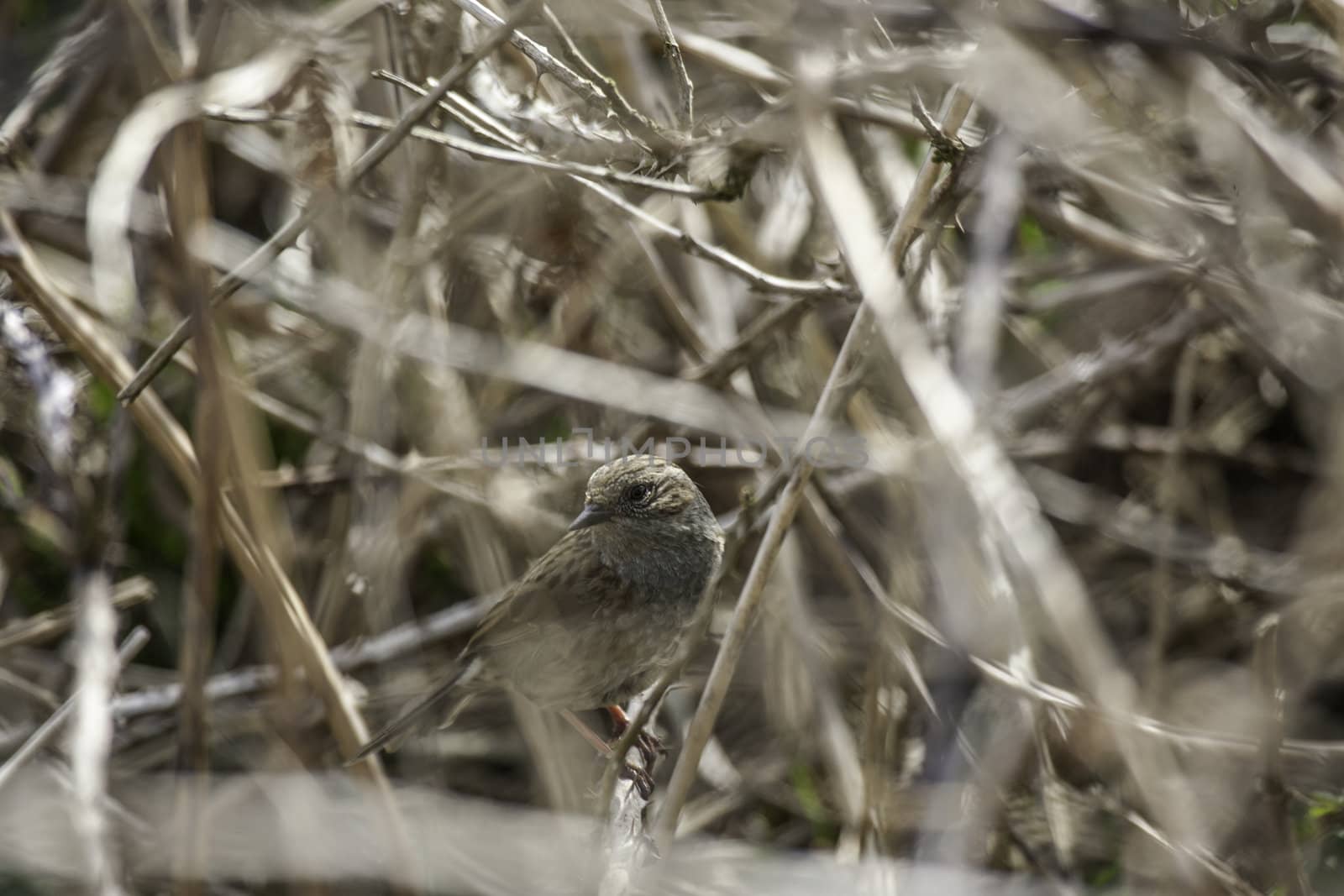 Little bird camouflaged in a bush by a tangle of twigs and its own drab colouration matching the vegetation