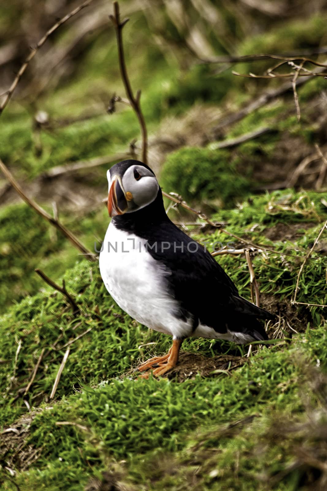 Single adult puffin standing on a grassy slope keeping a watchful eye on the camera