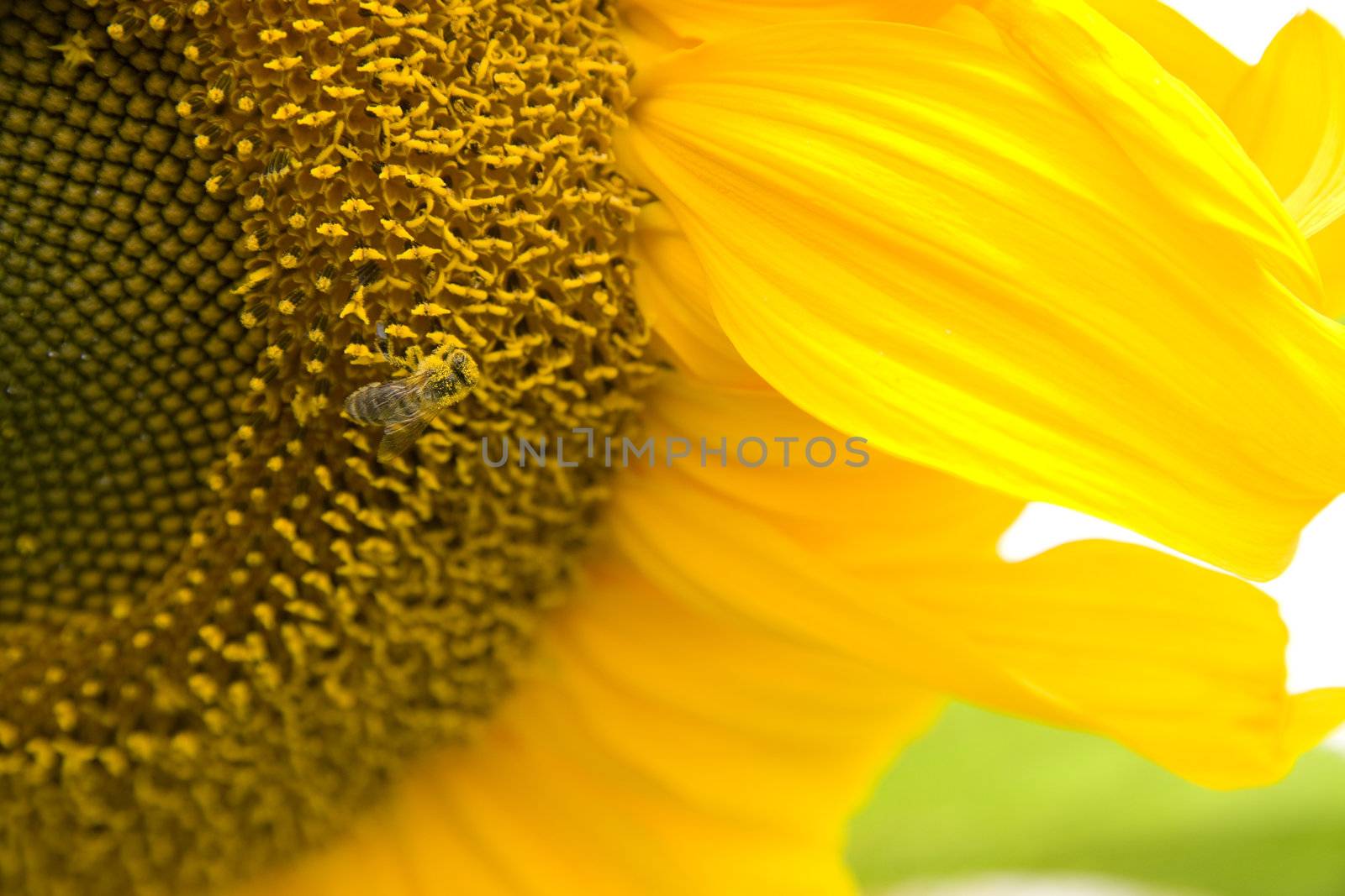 A Bee does his work on a Sunflower