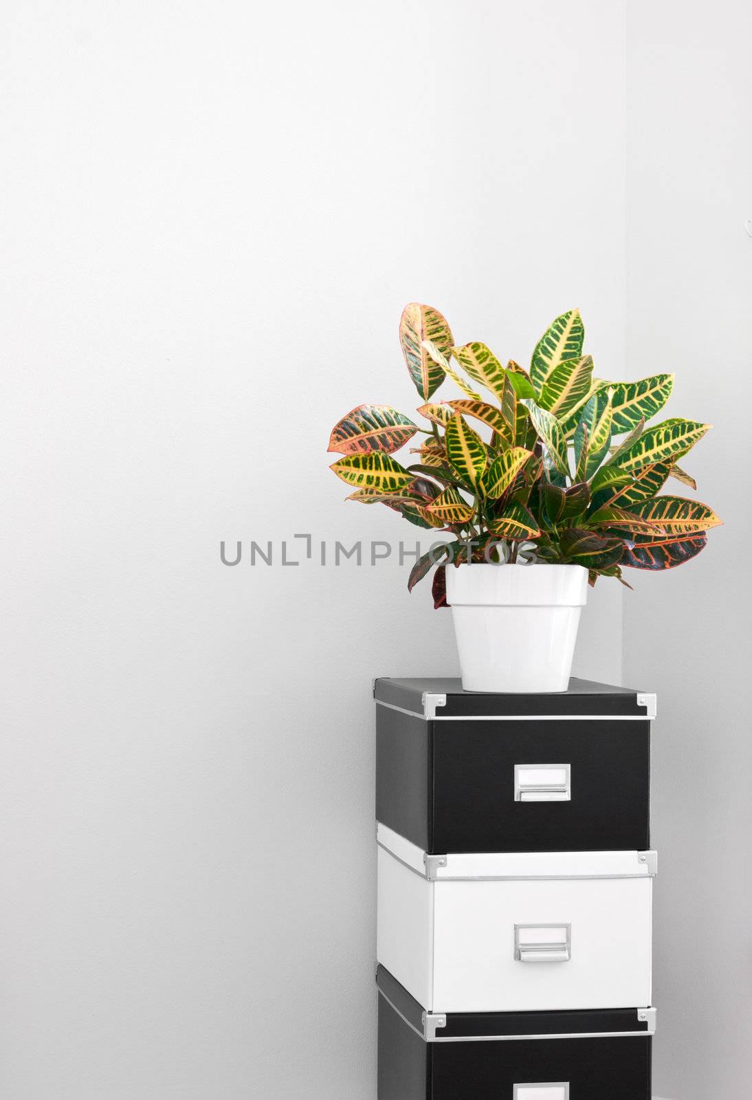 Black and white storage boxes and green plant in a room corner.