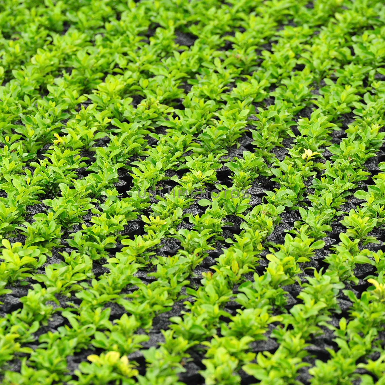 Plant seedlings