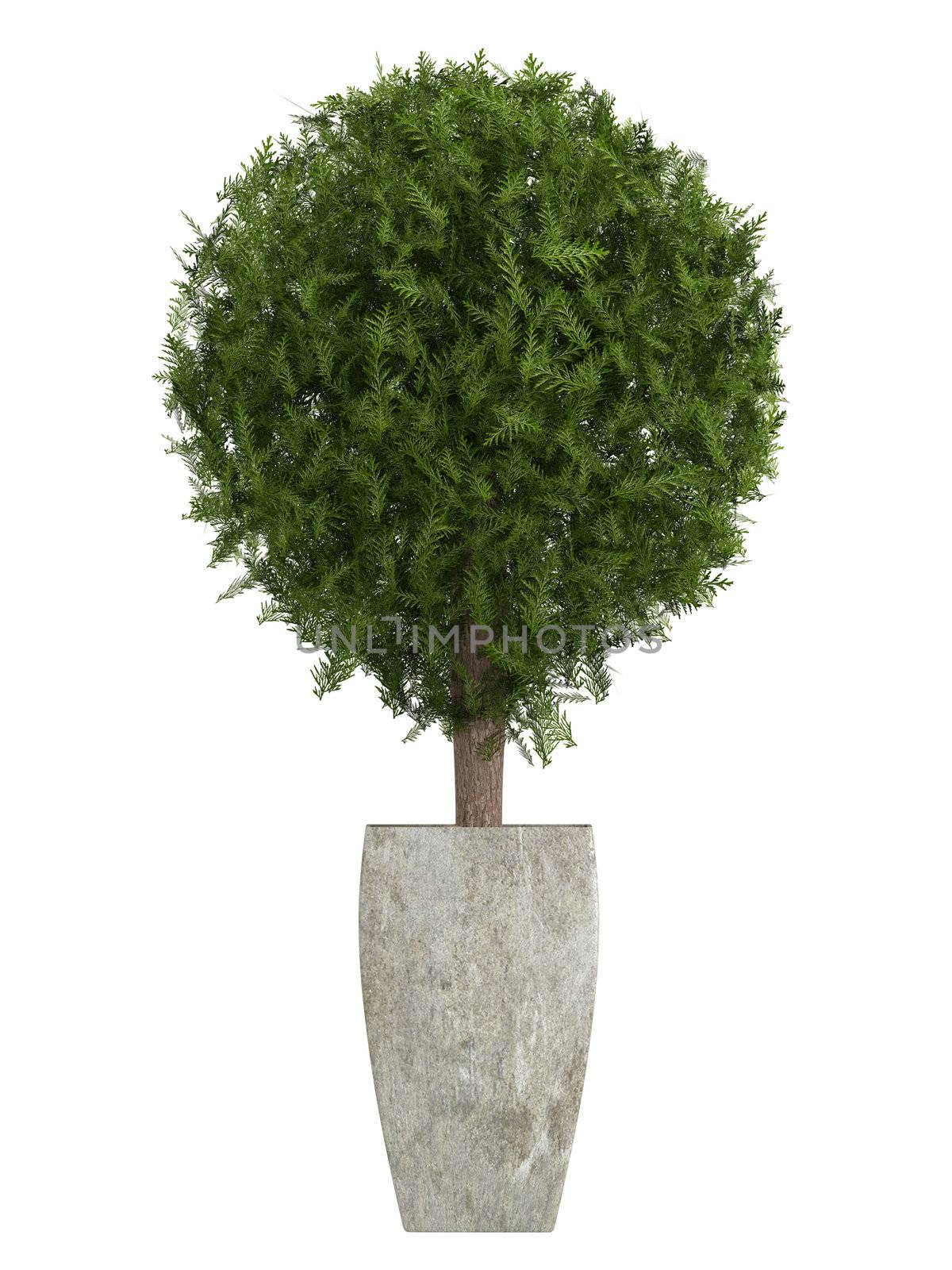 Evergreen cypress topiary tree by AlexanderMorozov